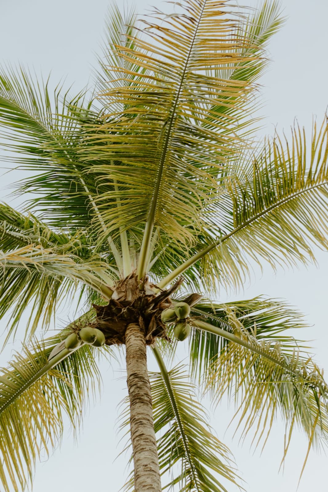 Looking up into a coconut palm